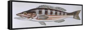 Fishes: Perciformes Serranidae - Comber (Serranus Cabrilla)-null-Framed Stretched Canvas