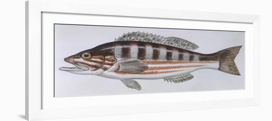 Fishes: Perciformes Serranidae - Comber (Serranus Cabrilla)-null-Framed Giclee Print