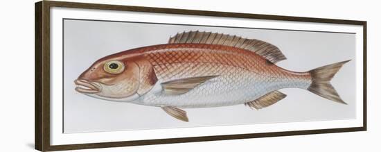 Fishes: Perciformes Sparidae - Common Seabream (Pagrus Pagrus)-null-Framed Giclee Print