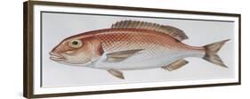 Fishes: Perciformes Sparidae - Common Seabream (Pagrus Pagrus)-null-Framed Giclee Print