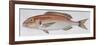 Fishes: Perciformes Sparidae - Common Seabream (Pagrus Pagrus)-null-Framed Giclee Print