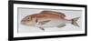 Fishes: Perciformes Sparidae - Common Seabream (Pagrus Pagrus)-null-Framed Giclee Print