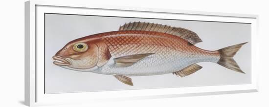 Fishes: Perciformes Sparidae - Common Seabream (Pagrus Pagrus)-null-Framed Giclee Print