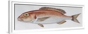 Fishes: Perciformes Sparidae - Common Seabream (Pagrus Pagrus)-null-Framed Giclee Print