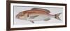 Fishes: Perciformes Sparidae - Common Seabream (Pagrus Pagrus)-null-Framed Giclee Print