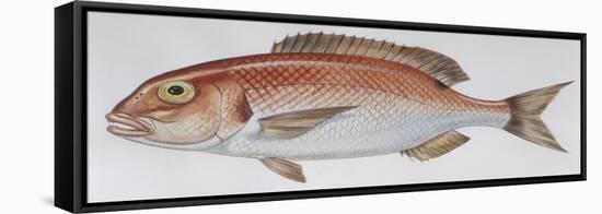 Fishes: Perciformes Sparidae - Common Seabream (Pagrus Pagrus)-null-Framed Stretched Canvas