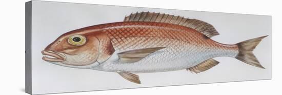 Fishes: Perciformes Sparidae - Common Seabream (Pagrus Pagrus)-null-Stretched Canvas