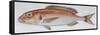 Fishes: Perciformes Sparidae - Common Seabream (Pagrus Pagrus)-null-Framed Stretched Canvas