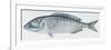 Fishes: Perciformes Sparidae - Striped Seabream (Lithognathus Mormyrus)-null-Framed Giclee Print