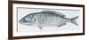 Fishes: Perciformes Sparidae - Striped Seabream (Lithognathus Mormyrus)-null-Framed Giclee Print