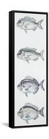 Fishes: Perciformes Sparidae-null-Framed Stretched Canvas