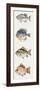 Fishes: Perciformes-null-Framed Giclee Print
