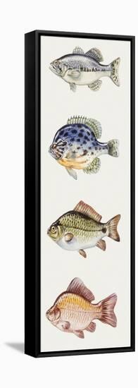 Fishes: Perciformes-null-Framed Stretched Canvas