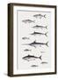 Fishes: Perciformi. Recreational Fishing Andsport Fishing Fishes, Different Examples-null-Framed Giclee Print