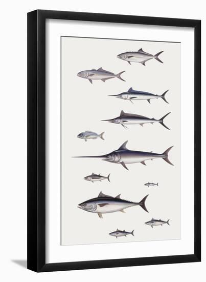 Fishes: Perciformi. Recreational Fishing Andsport Fishing Fishes, Different Examples-null-Framed Giclee Print