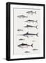 Fishes: Perciformi. Recreational Fishing Andsport Fishing Fishes, Different Examples-null-Framed Giclee Print