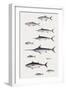 Fishes: Perciformi. Recreational Fishing Andsport Fishing Fishes, Different Examples-null-Framed Giclee Print