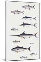 Fishes: Perciformi. Recreational Fishing Andsport Fishing Fishes, Different Examples-null-Mounted Giclee Print