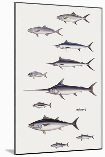 Fishes: Perciformi. Recreational Fishing Andsport Fishing Fishes, Different Examples-null-Mounted Giclee Print