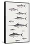 Fishes: Perciformi. Recreational Fishing Andsport Fishing Fishes, Different Examples-null-Framed Stretched Canvas