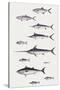 Fishes: Perciformi. Recreational Fishing Andsport Fishing Fishes, Different Examples-null-Stretched Canvas