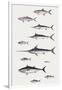 Fishes: Perciformi. Recreational Fishing Andsport Fishing Fishes, Different Examples-null-Framed Giclee Print