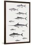 Fishes: Perciformi. Recreational Fishing Andsport Fishing Fishes, Different Examples-null-Framed Giclee Print