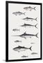 Fishes: Perciformi. Recreational Fishing Andsport Fishing Fishes, Different Examples-null-Framed Giclee Print