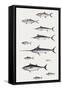 Fishes: Perciformi. Recreational Fishing Andsport Fishing Fishes, Different Examples-null-Framed Stretched Canvas