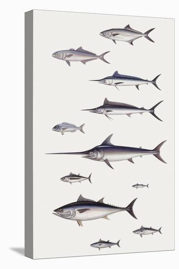 Fishes: Perciformi. Recreational Fishing Andsport Fishing Fishes, Different Examples-null-Stretched Canvas