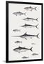 Fishes: Perciformi. Recreational Fishing Andsport Fishing Fishes, Different Examples-null-Framed Premium Giclee Print
