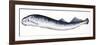 Fishes: Petromyzontiformes, Sea Lamprey (Petromyzon Marinus)-null-Framed Giclee Print