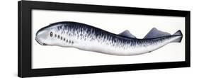 Fishes: Petromyzontiformes, Sea Lamprey (Petromyzon Marinus)-null-Framed Giclee Print