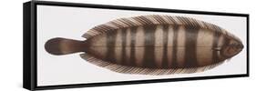 Fishes: Pleuronectiformes Soleidae, Thickback Sole (Microchirus Variegatus)-null-Framed Stretched Canvas