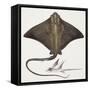 Fishes: Rajiformes, Common Eagle Ray , (Myliobatis Aquila)-null-Framed Stretched Canvas