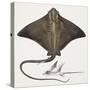 Fishes: Rajiformes, Common Eagle Ray , (Myliobatis Aquila)-null-Stretched Canvas