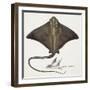 Fishes: Rajiformes, Common Eagle Ray , (Myliobatis Aquila)-null-Framed Giclee Print