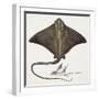 Fishes: Rajiformes, Common Eagle Ray , (Myliobatis Aquila)-null-Framed Giclee Print