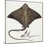 Fishes: Rajiformes, Common Eagle Ray , (Myliobatis Aquila)-null-Mounted Giclee Print