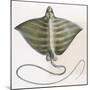 Fishes: Rajiformes (Skates and Rays) Bull Ray (Pteromylaeus Bovinus)-null-Mounted Giclee Print