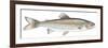 Fishes: Salmoniformes Salmonidae - Carpione Del Garda (Salmo Carpio)-null-Framed Giclee Print