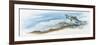 Fishes: Salmoniformes Salmonidae, Sea Trout (Salmo Trutta Trutta)-null-Framed Giclee Print
