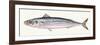 Fishes: Scomber, Atlantic Mackerel (Scomber Scombrus)-null-Framed Giclee Print