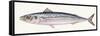 Fishes: Scomber, Atlantic Mackerel (Scomber Scombrus)-null-Framed Stretched Canvas
