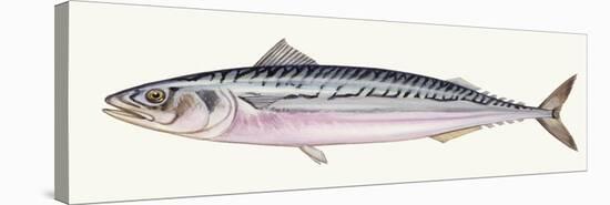 Fishes: Scomber, Atlantic Mackerel (Scomber Scombrus)-null-Stretched Canvas