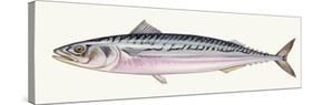 Fishes: Scomber, Atlantic Mackerel (Scomber Scombrus)-null-Stretched Canvas