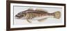 Fishes: Scorpaeniformes Cottidae - Bullhead (Cottus Gobio)-null-Framed Giclee Print