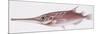 Fishes: Slender Snipefish (Macrorhamphosus Gracilis)-null-Mounted Giclee Print