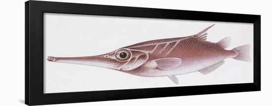 Fishes: Slender Snipefish (Macrorhamphosus Gracilis)-null-Framed Giclee Print