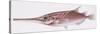 Fishes: Slender Snipefish (Macrorhamphosus Gracilis)-null-Stretched Canvas